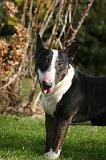 BULL TERRIER MINIATURE 310
